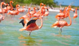 Flamencos Rosados en Yucatán