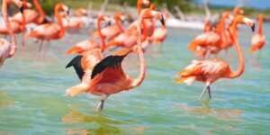 Flamencos Rosados en Yucatán