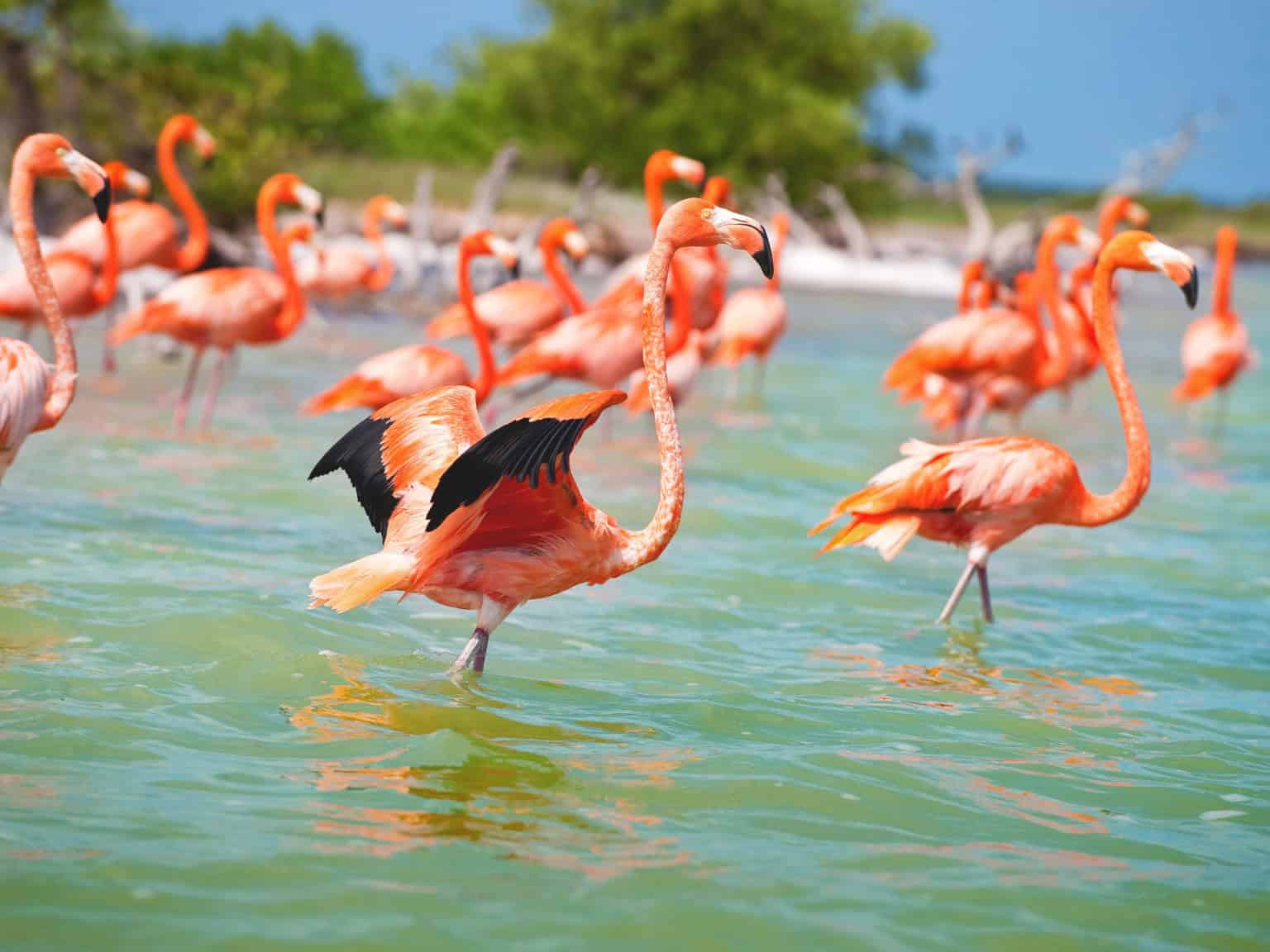 En este momento estás viendo Flamencos Rosados en Yucatán