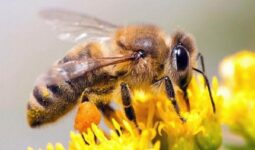 Superalimento para salvar a las abejas