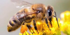 Superalimento para salvar a las abejas