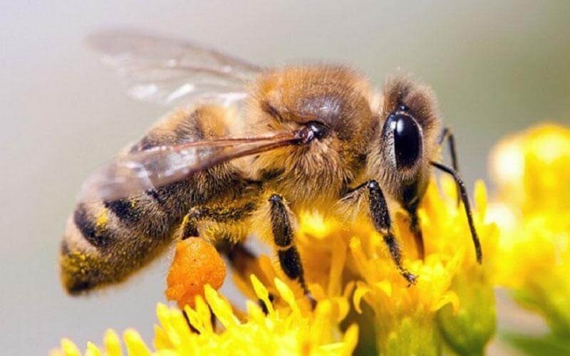 En este momento estás viendo Superalimento para salvar a las abejas
