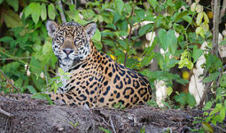 México, Guatemala y Belice en alianza histórica para proteger la Selva Maya