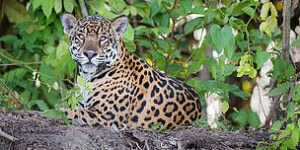 México, Guatemala y Belice en alianza histórica para proteger la Selva Maya