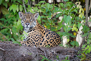 En este momento estás viendo México, Guatemala y Belice en alianza histórica para proteger la Selva Maya