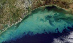 La Zona Muerta del Golfo de México