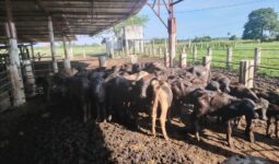 SEMAR rescató migrantes y búfalos; también drogas