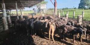 SEMAR rescató migrantes y búfalos; también drogas