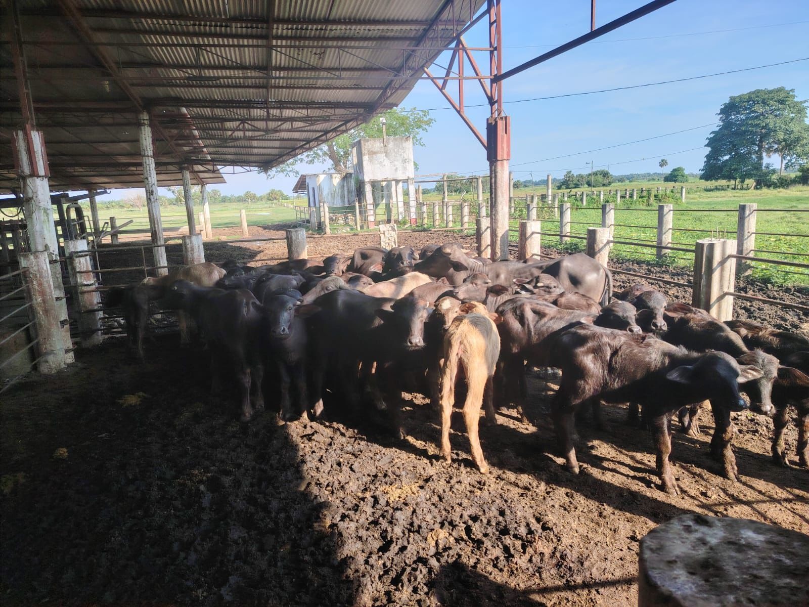 En este momento estás viendo SEMAR rescató migrantes y búfalos; también drogas
