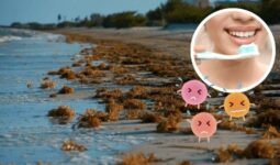 Los dientes de arriba se cepillan hacia abajo, con pasta dental de sargazo