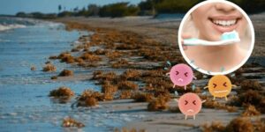 Los dientes de arriba se cepillan hacia abajo, con pasta dental de sargazo