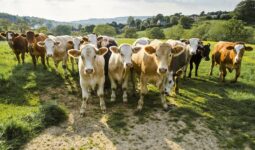 México evitó el cierre de la frontera norte a la exportación de ganado