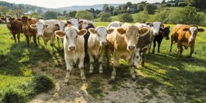 México evitó el cierre de la frontera norte a la exportación de ganado