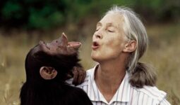 Murió Jane Goodall estudiosa de los chimpancés
