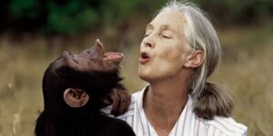 Murió Jane Goodall estudiosa de los chimpancés