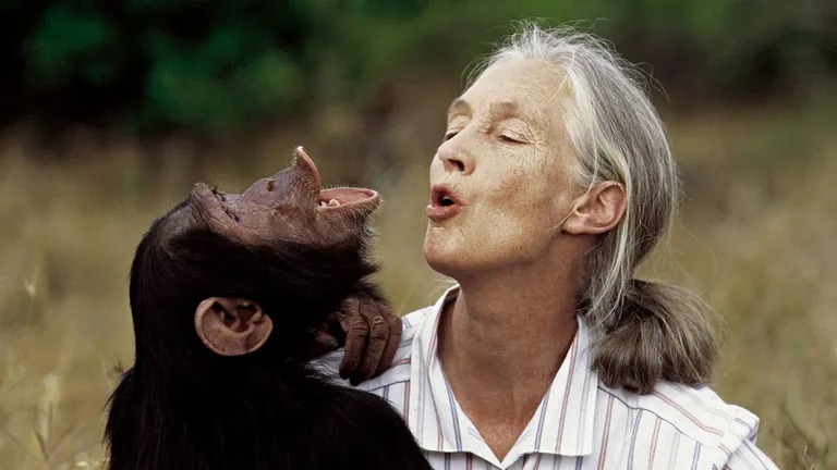 En este momento estás viendo Murió Jane Goodall estudiosa de los chimpancés