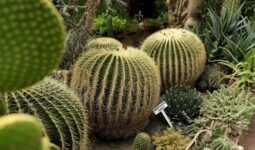 Quinta Fernando Schmoll, 105 aniversario de su fundación