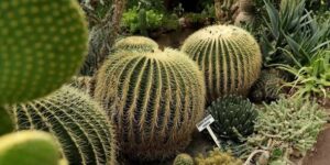 Quinta Fernando Schmoll, 105 aniversario de su fundación