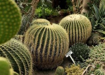 Quinta Fernando Schmoll, 105 aniversario de su fundación