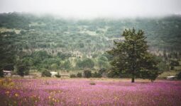 Amealco y San Joaquín registran temperaturas mínimas de 2 grados este martes