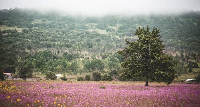 Amealco y San Joaquín registran temperaturas mínimas de 2 grados este martes