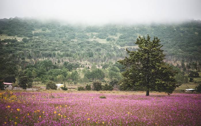 En este momento estás viendo Amealco y San Joaquín registran temperaturas mínimas de 2 grados este martes