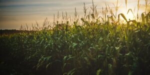 Destinará gobierno estatal entre 15 y 20 mdp para apoyos a productores de maíz