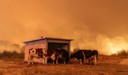 Mueren 16 personas en los incendios forestales en Chile