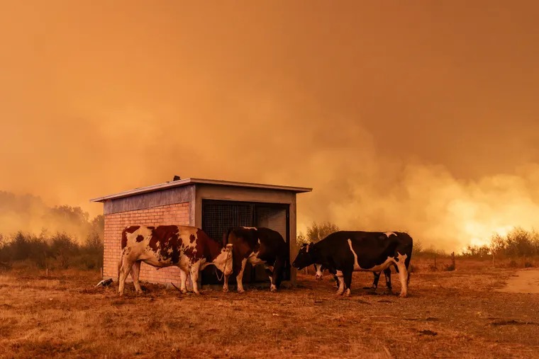 En este momento estás viendo Mueren 16 personas en los incendios forestales en Chile