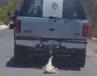 Municipio de Querétaro denuncia ante Fiscalía a responsable de amarrar a perrito en una camioneta