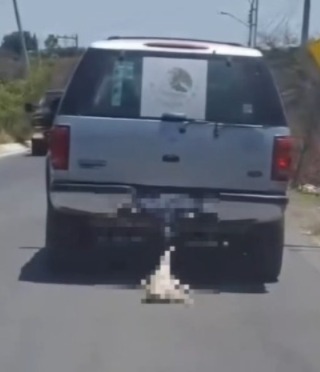 Municipio de Querétaro denuncia ante Fiscalía a responsable de amarrar a perrito en una camioneta