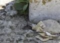 Sacar dinero debajo de las piedras